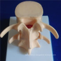 Esqueleto Humano Vertebra Columna Demostración Médica Biología Modelo